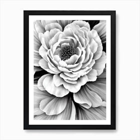 Peony B&W Pencil 2 Flower Art Print