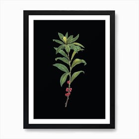 Vintage February Daphne Flowers Botanical Illustration on Solid Black n.0621 Art Print