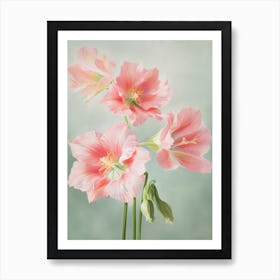 Amaryllis Flowers Acrylic Pastel Colours 4 Art Print