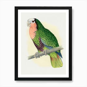 Parrot 29 Art Print