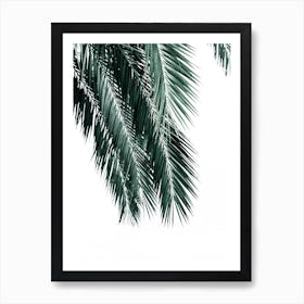 Palm Leaves On White Background Art Print