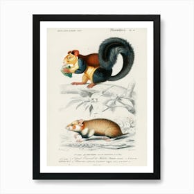 Squirrel (Sciurus) And Hamster (Cricetus), Charles Dessalines D' Orbigny Art Print