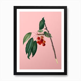 Vintage Cherry Botanical on Soft Pink n.0044 Art Print