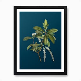 Vintage Swamp Titi Leaves Botanical Art on Teal Blue Art Print