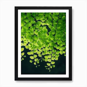 Pattern Poster Maidenhair Fern 3 Art Print