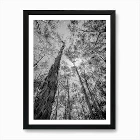 Eucalyptus Trees Art Print