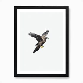 Golden Eagle B&W Pencil Drawing 1 Bird Art Print