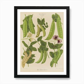 Peas draw Art Print