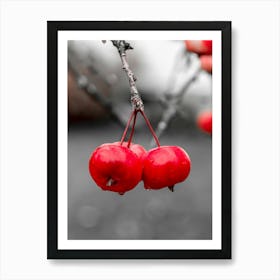 Red Apples On A Branch Botanical Photography Art Print