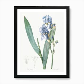 Dalmatian Iris Illustration From Les Liliacées (1806), Pierre Joseph Redoute Art Print