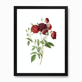 Vintage Ternaux Rose Bloom Botanical Illustration on Pure White n.0232 Art Print