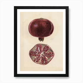 Pomegranate 10 Art Print