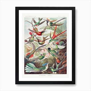 Trochilidae–Kolibris, Ernst Haeckel Art Print