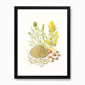 Fenugreek Seed Spices And Herbs Pencil Illustration 5 Art Print