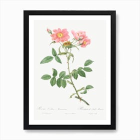 Rose Of Lady Monson, Pierre Joseph Redoute Art Print