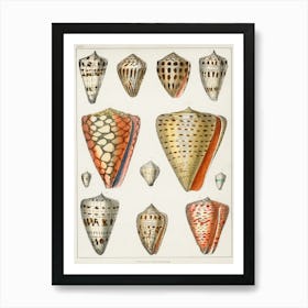 Collection Of Various Shells, Oliver Goldsmith Art Print