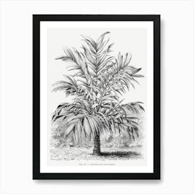 Vintage Palm Tree Art Print _2643187 Art Print