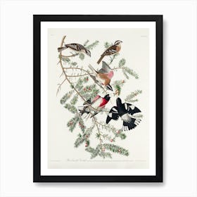 Rose Breasted Grosbeak, Birds Of America, John James Audubon Art Print