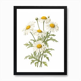 Chamomile Vintage Botanical Herbs 2 Art Print