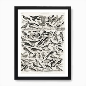 Ornithology, Oliver Goldsmith 2 Art Print