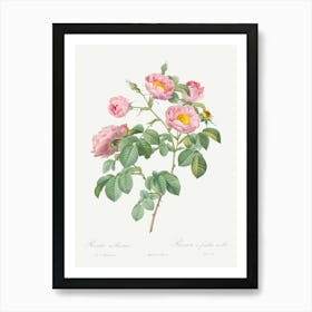 Semi Double Variety Of Tomentose Rose, Pierre Joseph Redoute Art Print