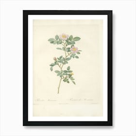 Rose Illustration, Pierre Joseph Redoute (50) Art Print