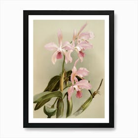 Orchids 2 Art Print