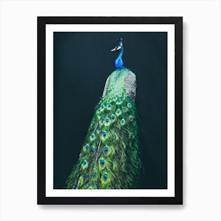 Peacock I Art Print