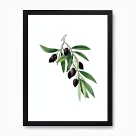 Vintage Olive Tree Branch Botanical Illustration on Pure White n.0128 Art Print