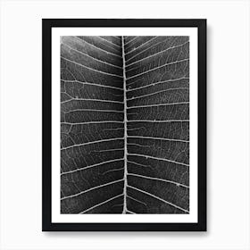 Leaf In Black And White Art Print