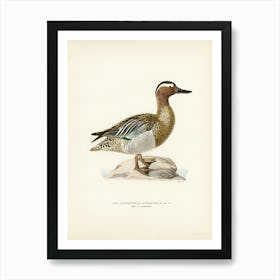 Garganey Male (Anas Querquedula), The Von Wright Brothers Art Print