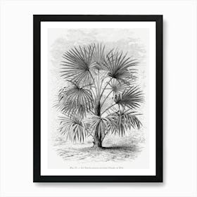 Vintage Palm Tree Art Print _2643193 Art Print