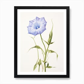 Pressed Flower Botanical Art Morning Glory 2 Art Print