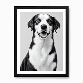 Miniature American Shepherd B&W Pencil Dog Art Print