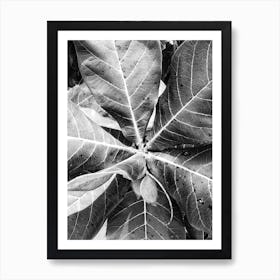 Black And White Leaf 1 Art Print