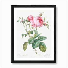 Rose De Mai, Pierre Joseph Redoute Art Print