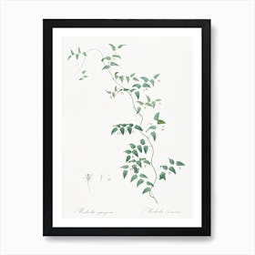 Bridal Creeper Illustration From Les Liliacées, Pierre Joseph Redouté Art Print