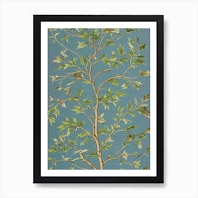 Sweetgum tree Vintage Botanical Art Print