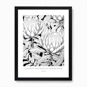 Protea B&W Vintage Botanical Poster Art Print