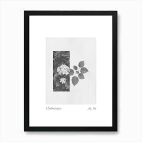 Hydrangea Botanical Collage 3 Art Print