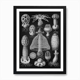 Vintage Haeckel 14 Tafel 63 Schwammpilze Art Print