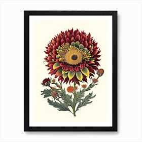Blanket Flower Wildflower Vintage Botanical 2 Art Print