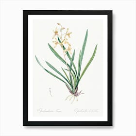 Epidendrum Sinense Illustration, Pierre Joseph Redoute Art Print