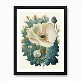 Matilija Poppy Wildflower Vintage Botanical 2 Art Print