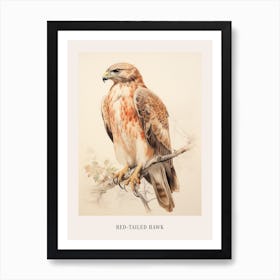 Vintage Bird Drawing Red Tailed Hawk 1 Poster Art Print