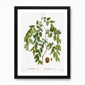 Jujube, Ziziphus Sativa, Pierre Joseph Redoute Art Print