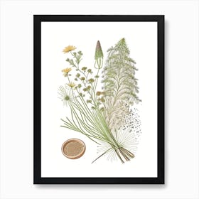 Caraway Spices And Herbs Pencil Illustration 3 Art Print