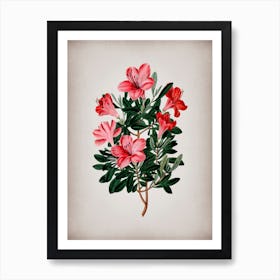 Vintage Brick Red Chinese Azalea Flower Botanical on Parchment n.0597 Art Print