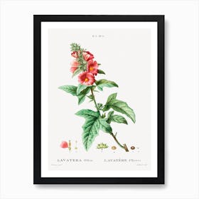 Tree Mallow, Pierre Joseph Redoute Art Print