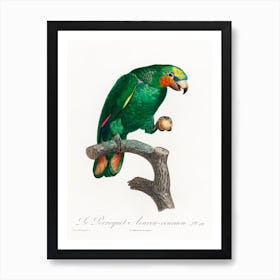 The Orange Winged Amazon, From Natural History Of Parrots, Francois Levaillant Art Print